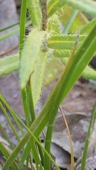 Leptorhynchos squamatus