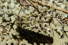Meterana exquisita