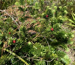 Podocarpus gnidioides