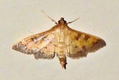 Diacme elealis