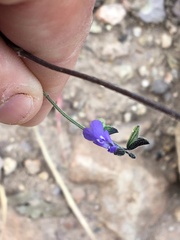 Salvia subincisa