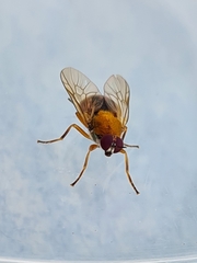 Anacanthella