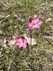 Thelymitra rubra