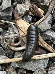 Necrophila americana