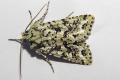 Meterana exquisita