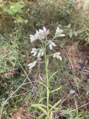 Pseudognaphalium helleri