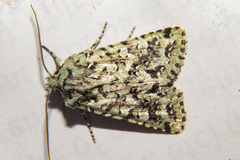 Meterana exquisita
