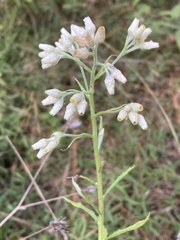 Pseudognaphalium helleri