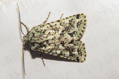 Meterana exquisita