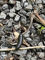 Necrophila americana