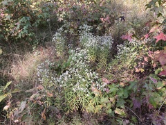 Pseudognaphalium helleri