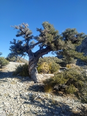 Cercocarpus intricatus