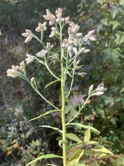 Pseudognaphalium helleri