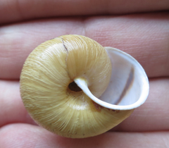 Helminthoglypta exarata