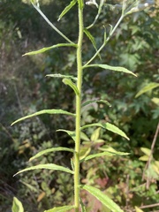 Pseudognaphalium helleri