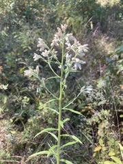 Pseudognaphalium helleri