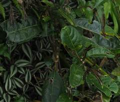 Turpinia formosana