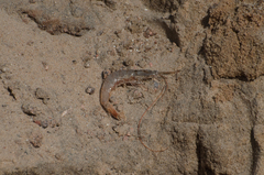 Penaeus