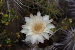 Trichocereus deserticola