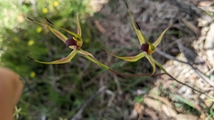 Caladenia leptochila