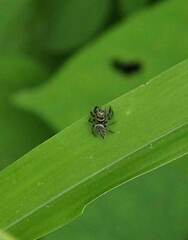 Carrhotus sannio