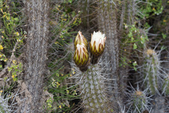 Trichocereus deserticola