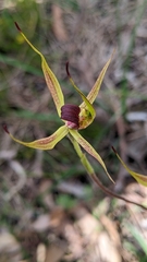 Caladenia leptochila
