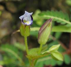 Torenia fournieri