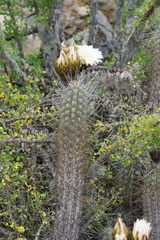 Trichocereus deserticola