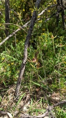 Caladenia leptochila