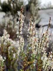 Eriogonum wrightii membranaceum