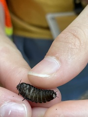 Necrophila americana