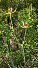 Caladenia leptochila