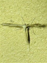 Stenoptilia zophodactylus