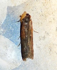 Elasmopalpus lignosella