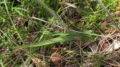 Caladenia leptochila