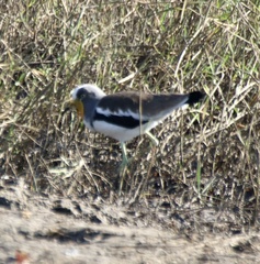 Vanellus albiceps