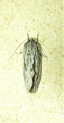 Agriophara confertella
