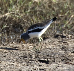 Vanellus albiceps