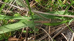 Caladenia leptochila