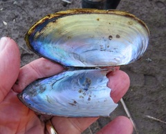 Utterbackia imbecillis