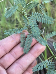 Prosopis articulata