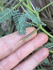Prosopis articulata