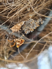 Philoponella congregabilis