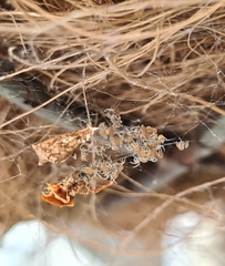 Philoponella congregabilis