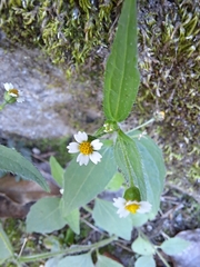 Galinsoga quadriradiata