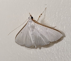 Diaphania costata