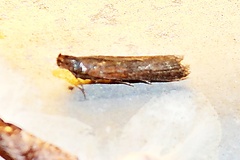 Elasmopalpus lignosella