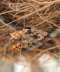 Philoponella congregabilis