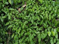 Causonis corniculata